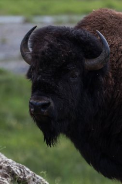 Meraklı bir bizon ziyaretçilere bakıyor ve Yellowstone Ulusal Parkı, Wyoming 'de bir portre için sabit duruyor..