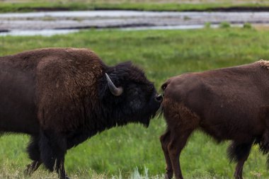 Büyük bir erkek bizon arkadan sinsice yaklaşıyor ve Wyoming 'deki Yellowstone Ulusal Parkı' ndaki bir tarlada dişi bizonun kokusunu alıyor..