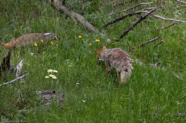 Wyoming 'deki Yellowstone Ulusal Parkı' nda yemyeşil bir çayırda bir porsukla bir çakal yan yana yürüyor..
