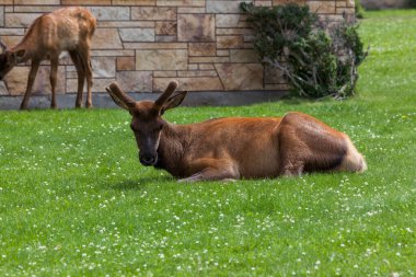 Wyoming 'deki Yellowstone Ulusal Parkı' ndaki Mammoth Village 'da yavru bir geyik otlarken kadifede büyüyen boynuzları olan genç bir geyik otluyor..