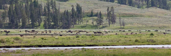Gran Grupo Bisontes Descansando Pastando Valle Cerca Soda Butte Creek — Foto de Stock