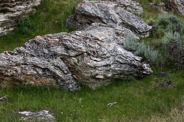 怀俄明州黄石公园绿草灌丛环绕苏打水形成的古老碳酸钙地层 — 图库照片