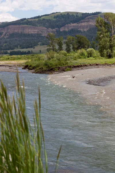 Klarblått Grönt Vatten Från Soda Butte Creek Möter Det Leriga — Stockfoto