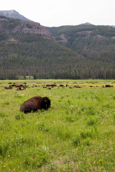 Large Group Bison Resting Grazing Green Meadow Forested Mountains Distance — Stock Photo, Image