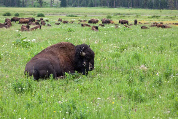 Gran Grupo Bisontes Descansando Pastando Prado Verde Con Montañas Boscosas — Foto de Stock