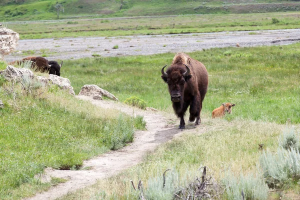 Mamma Bisonoxe Går Brunnsarbetsled Med Sitt Barn Bakom Sig Yellowstone — Stockfoto