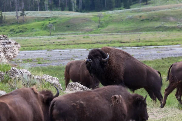 Gran Bisonte Macho Llamando Otro Bisonte Distancia Mientras Está Rodeado — Foto de Stock