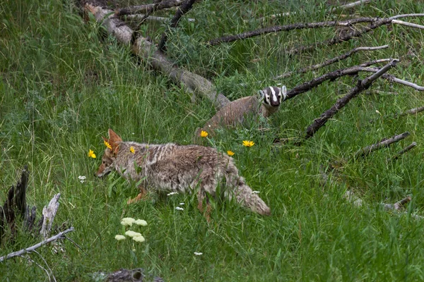 Jezevec Kojot Procházejí Svěží Zelené Louce Yellowstonském Národním Parku Wyomingu — Stock fotografie