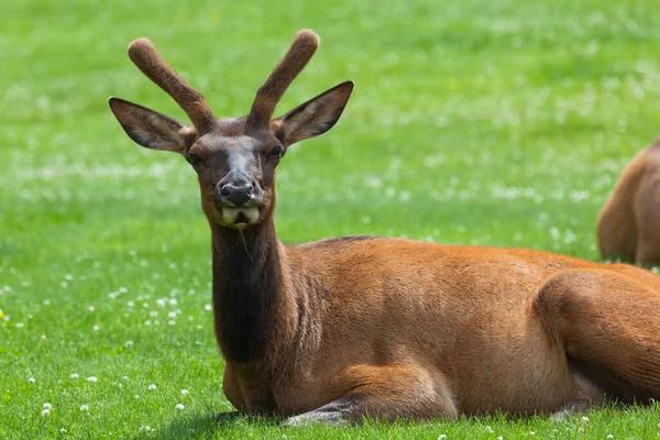 Young Bull Elk Growing Antlers Velvet Resting Grass Clover Mammoth — Stock Photo, Image