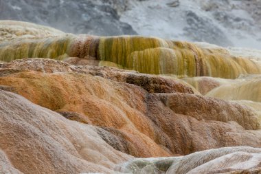 Mamut Kaplıcaları 'nın terasları, suyun aktığı yerlerde parlak renkli bakteriler ve Yellowstone Ulusal Parkı, Wyoming' deki kuru bölgelerde beyaz ve siyah yüzeyler..