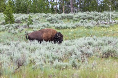 Wyoming, Yellowstone Ulusal Parkı 'ndaki bir ormanın kenarında alçak çalılıklarda yürüyen büyük bir bizon boğası..