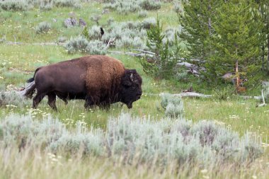 Wyoming, Yellowstone Ulusal Parkı 'ndaki bir ormanın kenarında alçak çalılıklarda yürüyen büyük bir bizon boğası..