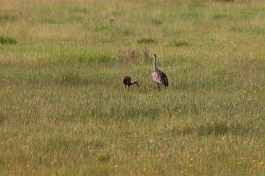 Yetişkin bir Kum Tepesi Turnası, Wyoming 'deki Grand Teton dağ sırasının yanındaki çayır bölgesinde yiyecek ararken bebeğinin yanında yürüyor..