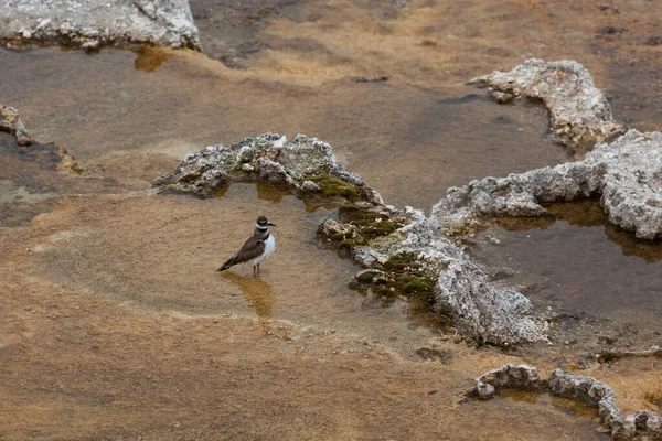 Malý Zabijácký Ptáček Namáčí Nohy Červí Geotermální Vody Mělkého Jezírka — Stock fotografie