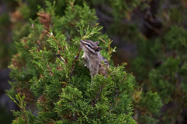 Small Chipmunk Cedar Tree Looking Rain Drops Drink Food Yellowstone — Stock Photo, Image