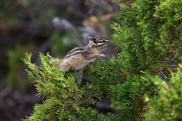 怀俄明州黄石公园 一只小花栗鼠在雪松树上寻找雨滴喝水和食物 — 图库照片