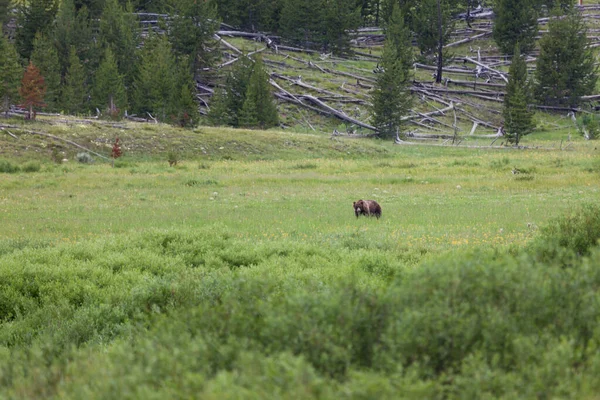 Ein Großer Grizzlybär Mit Tracking Halsband Läuft Über Eine Wiese — Stockfoto