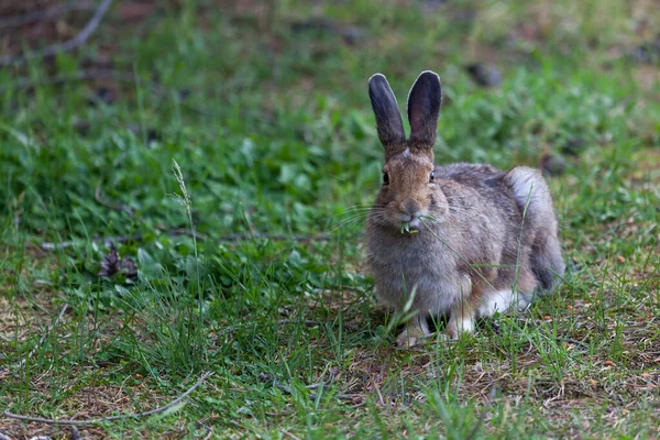 Cute Fuzzy Little Bunny Rabbit Resting Eating Grass While Staying — Stock Photo, Image