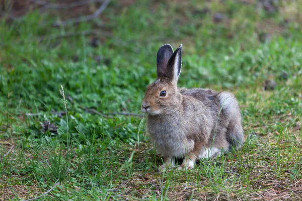 Cute Fuzzy Little Bunny Rabbit Resting Eating Grass While Staying — Stock Photo, Image