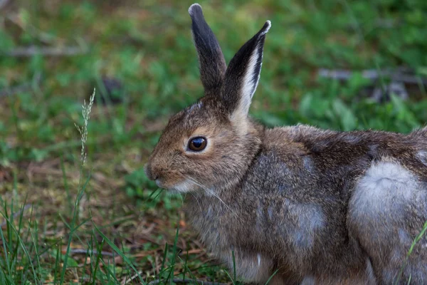 黄色の石の国立公園 ワイオミング州でその周辺の慎重な滞在中にかわいいとファジィの小さなウサギの休息と草を食べる — ストック写真