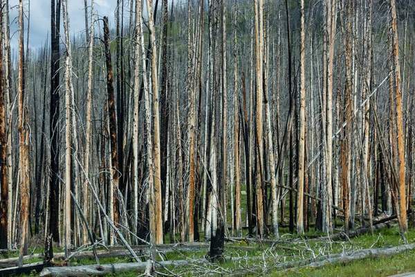 Una Sección Árboles Muertos Reciente Incendio Forestal Parque Nacional Yellowstone —  Fotos de Stock