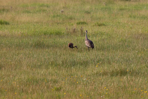 Ein Ausgewachsener Sandhill Kranich Geht Neben Seinem Baby Auf Nahrungssuche — Stockfoto