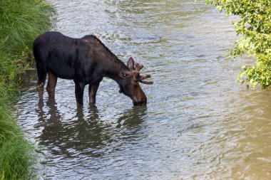 Genç bir geyik, boynuzları büyüyen kadifeden Grand Teton Ulusal Parkı, Wyoming 'deki bir nehirden su içiyor..