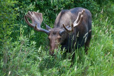 Grand Teton Ulusal Parkı, Wyoming 'deki eski dövüşlerden kalma yaralarla dolu nehir kenarında çimen yiyen ve çalı çırpı yiyen büyük bir geyik..
