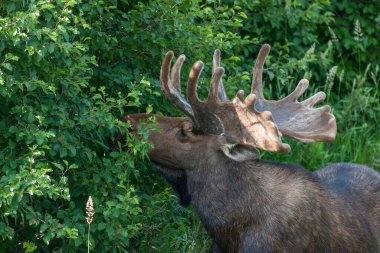 Grand Teton Ulusal Parkı, Wyoming 'deki eski dövüşlerden kalma yaralarla dolu nehir kenarında çimen yiyen ve çalı çırpı yiyen büyük bir geyik..