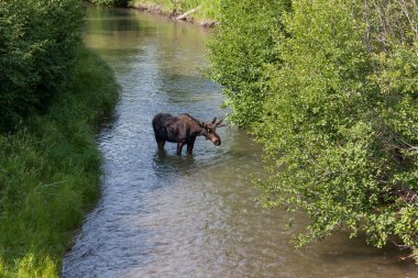 Büyüyen boynuzlarında kadife bir geyik, Grand Teton Ulusal Parkı, Wyoming 'deki bir nehirde duruyor..