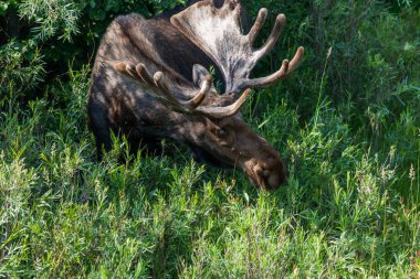 Grand Teton Ulusal Parkı, Wyoming 'de, üzerinde güneş ışığı olan nehir kenarında çimen yiyen büyük bir geyik..