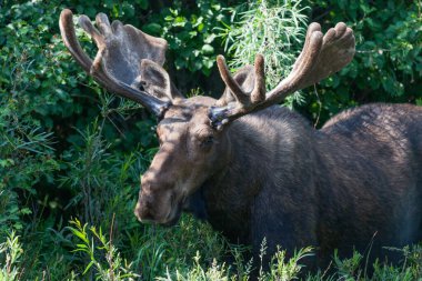 Grand Teton Ulusal Parkı, Wyoming 'de, üzerinde güneş ışığı olan nehir kenarında çimen yiyen büyük bir geyik..