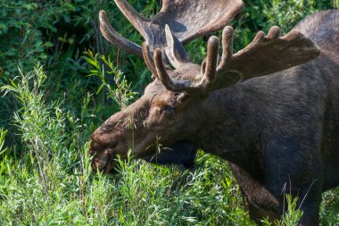 Grand Teton Ulusal Parkı, Wyoming 'deki eski dövüşlerden kalma yaralarla dolu nehir kenarında çimen yiyen ve çalı çırpı yiyen büyük bir geyik..