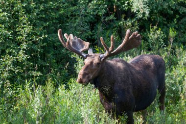Grand Teton Ulusal Parkı, Wyoming 'deki eski dövüşlerden kalma yaralarla dolu nehir kenarında çimen yiyen ve çalı çırpı yiyen büyük bir geyik..