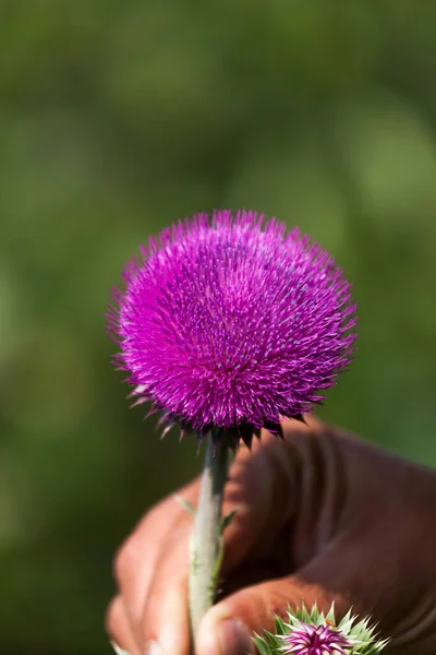 Una Mano Che Tiene Gambo Cardo Viola Rotondo Fiorito Con — Foto Stock