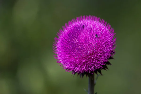 Cardo Púrpura Salvaje Florece Sol Mañana Con Pequeños Escarabajos Negros — Foto de Stock