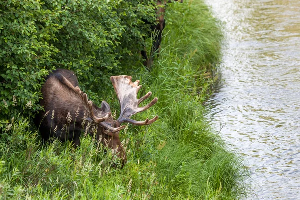 Velký Býk Který Trávu Řeky Mladším Býkem Ukrytým Křoví Národním — Stock fotografie