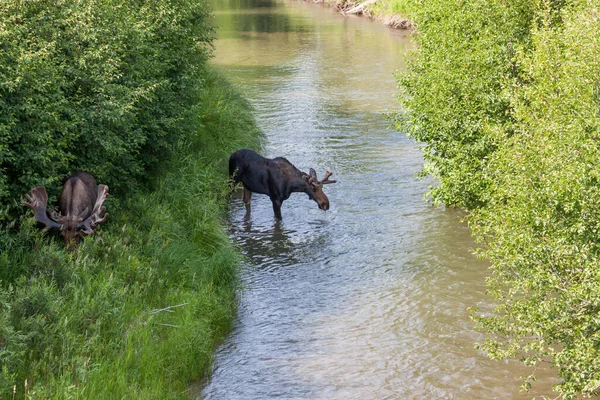 Stor Tjur Älg Äter Gräs Flodstrand Med Yngre Tjur Älg — Stockfoto