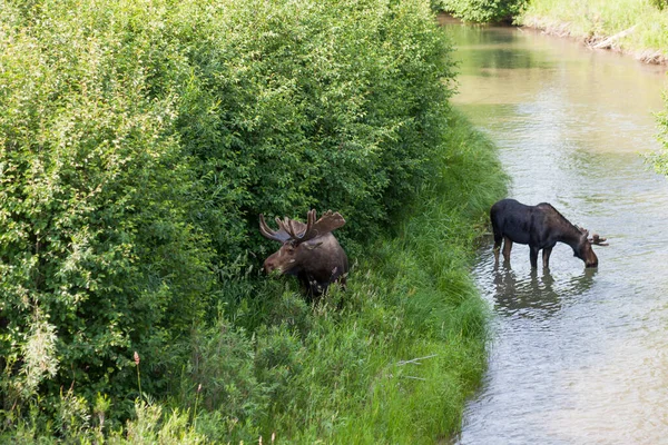 大きな牛のムースが川の岸に草を食べ 川の中に若い雄牛のムースが立っていて ワイオミング州グランドトン国立公園で飲み物を手に入れます — ストック写真