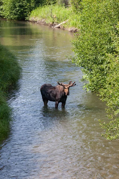 Young Bull Moose Velvet Its Growing Antlers Standing River Grand — Stock Photo, Image