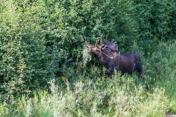 Stor Tjur Älg Äter Gräs Och Borsta Flod Vall Med — Stockfoto