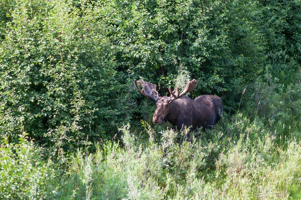 Stor Tjur Älg Äter Gräs Och Borsta Flod Vall Med — Stockfoto