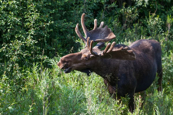 Grand Teton Ulusal Parkı, Wyoming 'deki eski dövüşlerden kalma yaralarla dolu nehir kenarında çimen yiyen ve çalı çırpı yiyen büyük bir geyik..