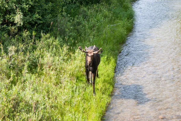 成長している釣り人にベルベットが付いている若い雄牛のムースは ワイオミング州グランドトン国立公園の川の隣を歩いています — ストック写真