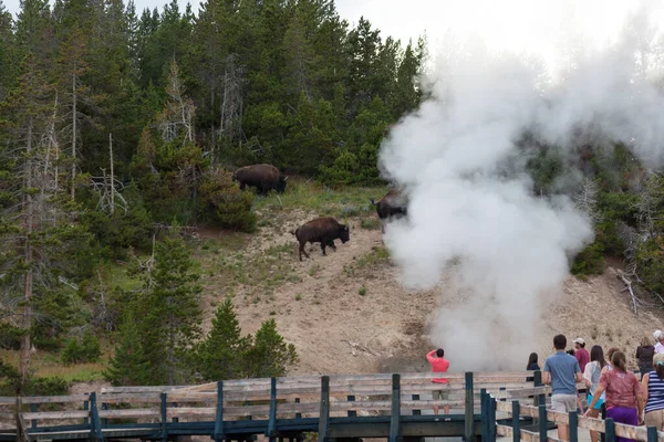 Parque Nacional Yellowstone Julio 2014 Turistas Paseo Marítimo Mirando Bisonte —  Fotos de Stock