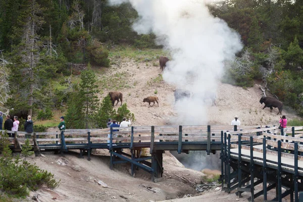 Parque Nacional Yellowstone Julio 2014 Turistas Paseo Marítimo Mirando Bisonte — Foto de Stock