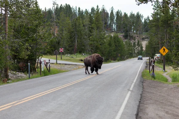 Parque Nacional Yellowstone Julio 2014 Gran Toro Bisonte Caminando Por — Foto de Stock