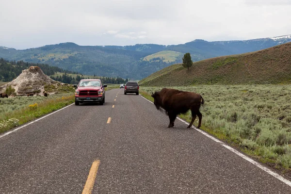 Yellowstone National Park Usa Július 2014 Autók Lassan Haladnak Megállnak — Stock Fotó