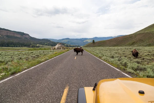 Yellowstone National Park Usa Július 2014 Autók Lassan Haladnak Megállnak — Stock Fotó