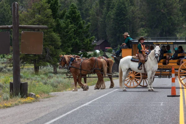 Yellowstone National Park Usa 2014 백마를 교통을 멈추고 노란색 역마차는 — 스톡 사진